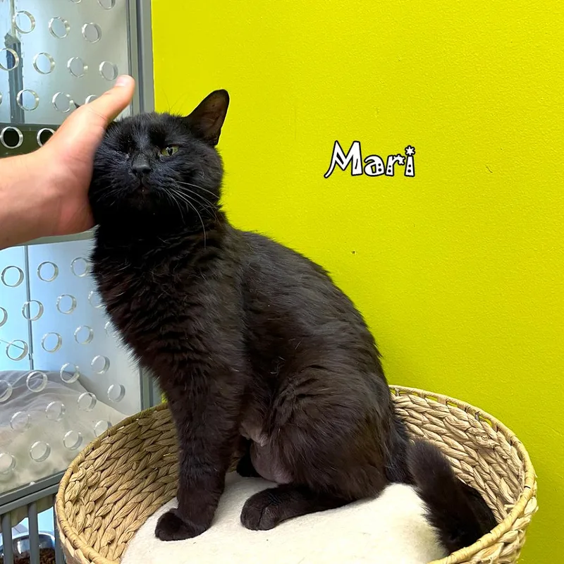 Mari @ Pawz Pet thumbnail 4