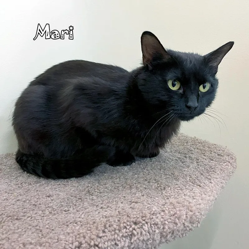 Mari @ Pawz Pet thumbnail 5