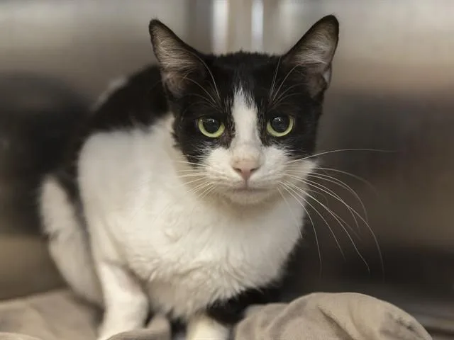 A young medium-sized female Domestic Short Hair cat named Beverly for adoption in Phoenix, AZ