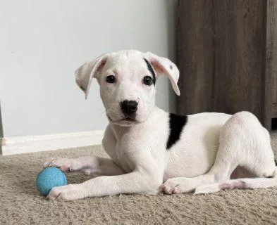 A baby medium-sized male White / Cream Mixed Breed dog named Dobby for adoption in Schaumburg, IL