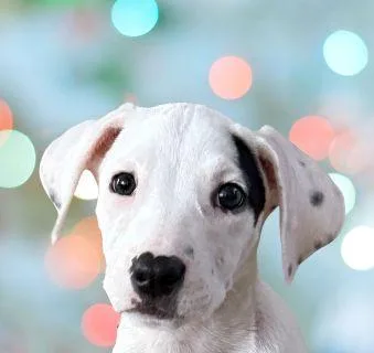 Dobby thumbnail 2
