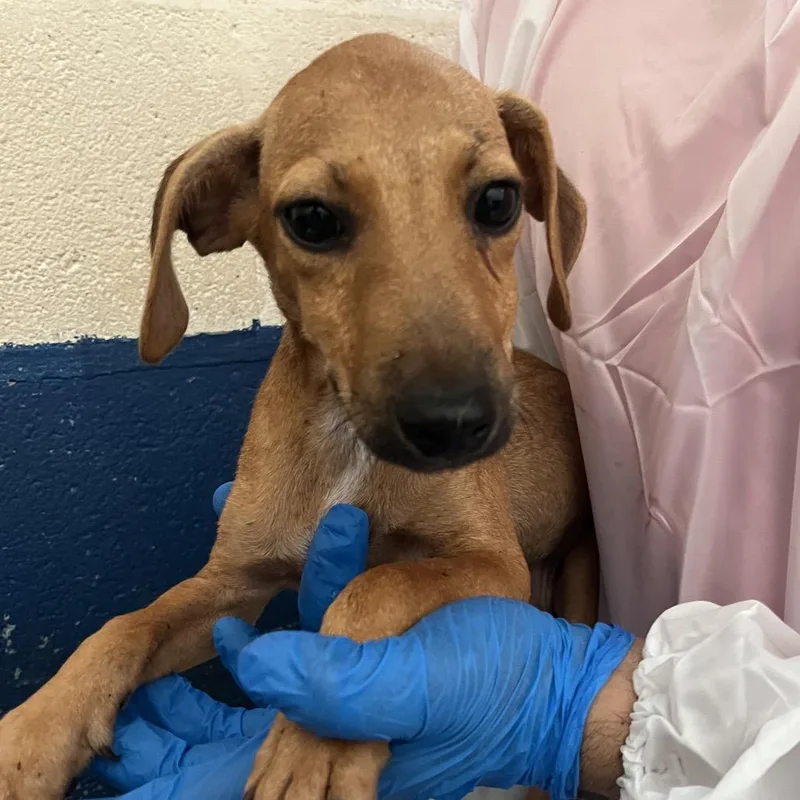 A baby small-sized male Brown / Chocolate Dachshund dog named Nathan for adoption in Edinburg, TX