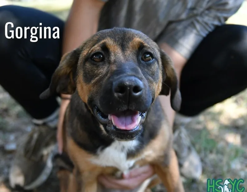 Gorgina
