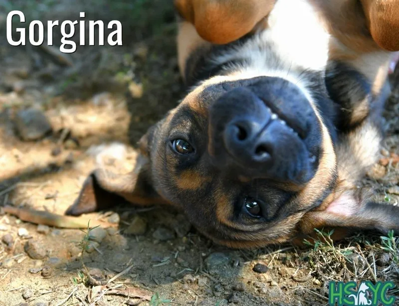 Gorgina thumbnail 2