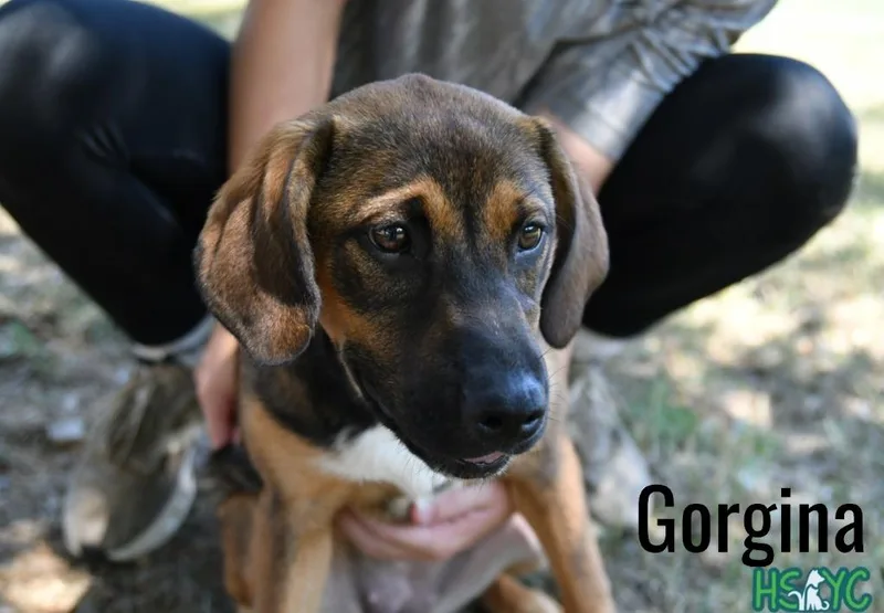 Gorgina thumbnail 3