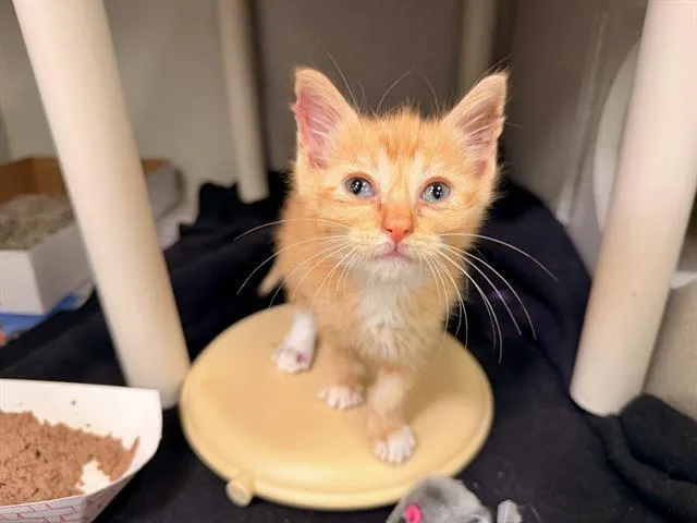 A baby small-sized male Domestic Short Hair cat named Nugget for adoption in Dallas, TX