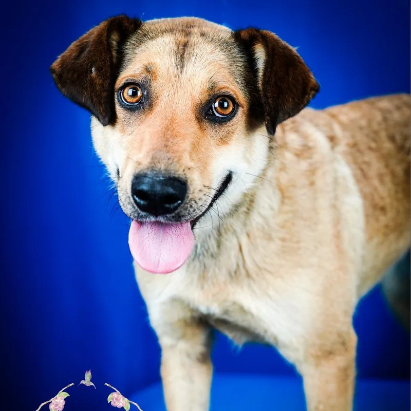 An adult medium-sized female Retriever dog named Maggie "Sarah" U for adoption in Tupelo, MS