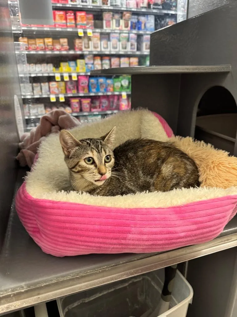 A baby medium-sized female Domestic Short Hair cat named Egg Yolkeo for adoption in Fort Lupton, CO