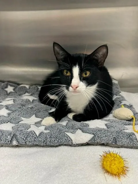 A young medium-sized female Domestic Short Hair cat named Ivy for adoption in Naples, FL