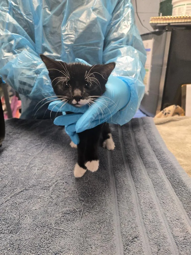 A baby large-sized male Domestic Short Hair cat named Dr Fluffington for adoption in Detroit, MI