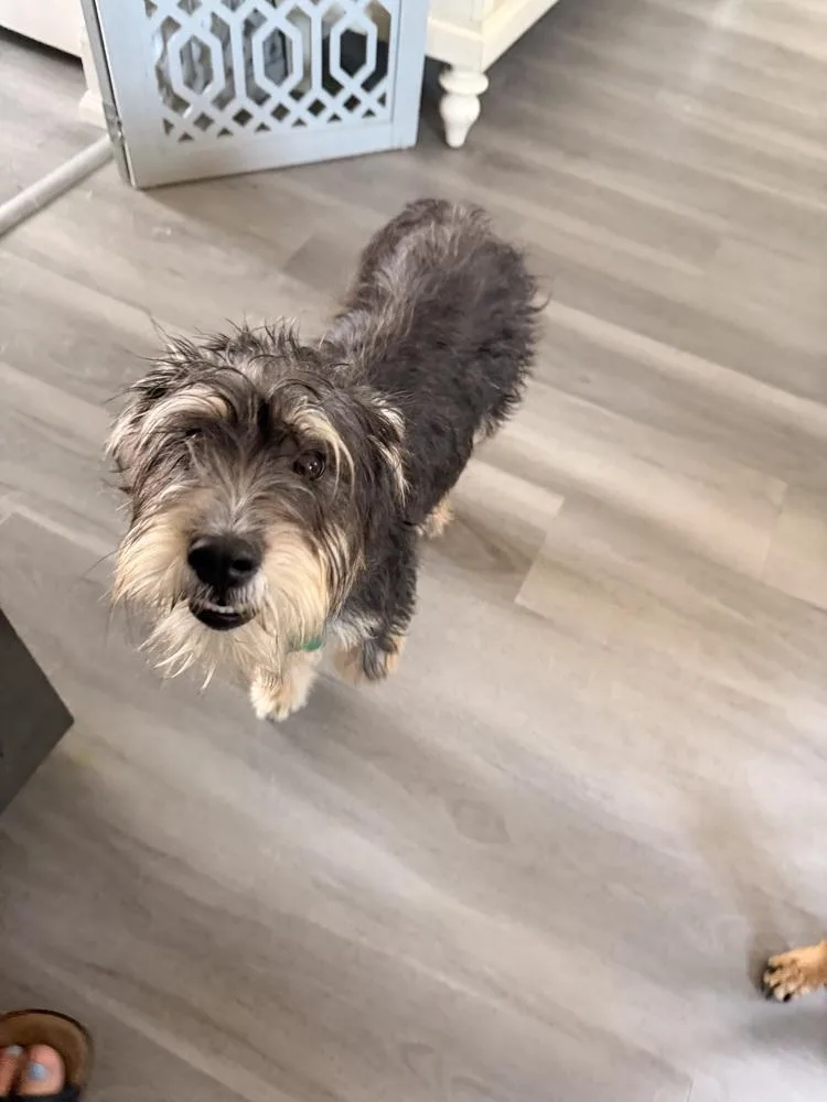 Biscuit