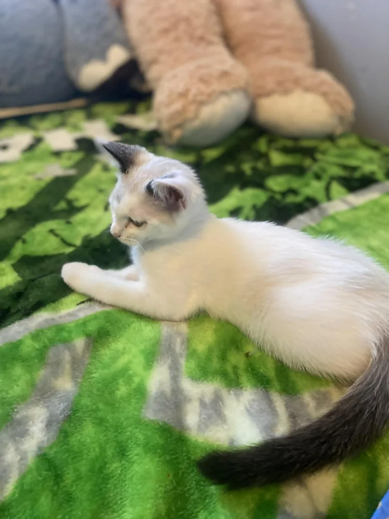 A baby medium-sized female Buff & White Siamese cat named Alyssa for adoption in Rochester, WA
