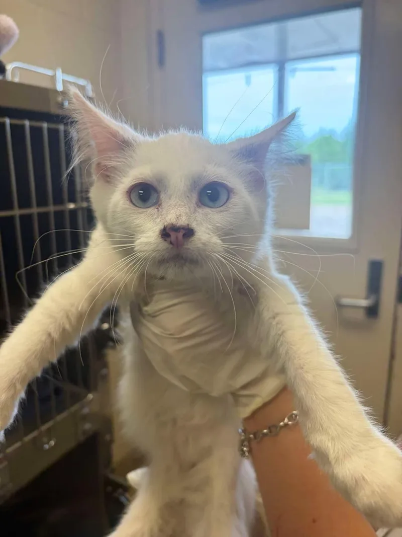 A baby small-sized female White Domestic Short Hair cat named Melody for adoption in Rockwall, TX