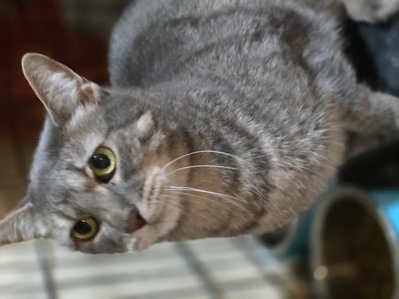 Pepperoni thumbnail 2