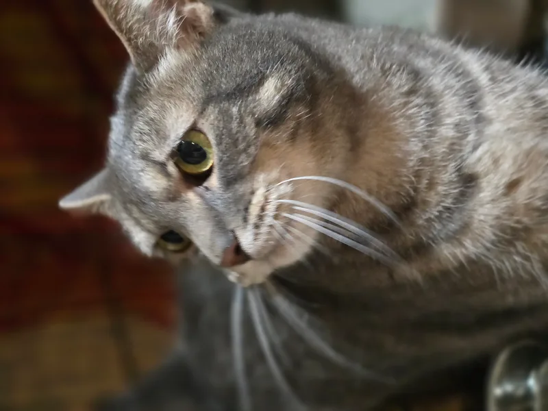 Pepperoni thumbnail 3