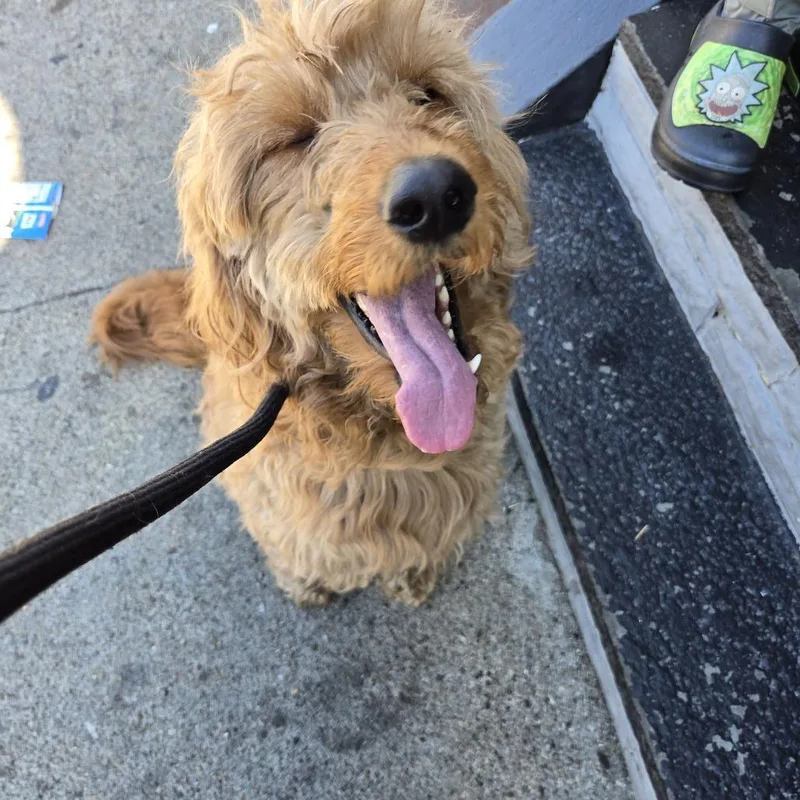 An adult large-sized female Brown / Chocolate Mixed Breed dog named Macy for adoption in Philadelphia, PA