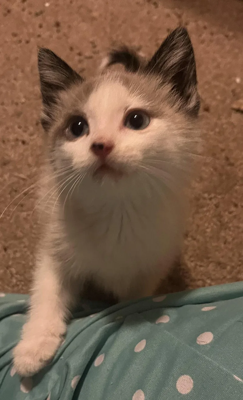 Roscoe