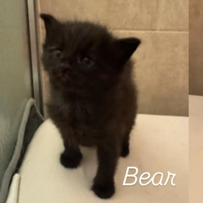 A baby small-sized male Black Domestic Medium Hair cat named Bear for adoption in Bel Air, MD