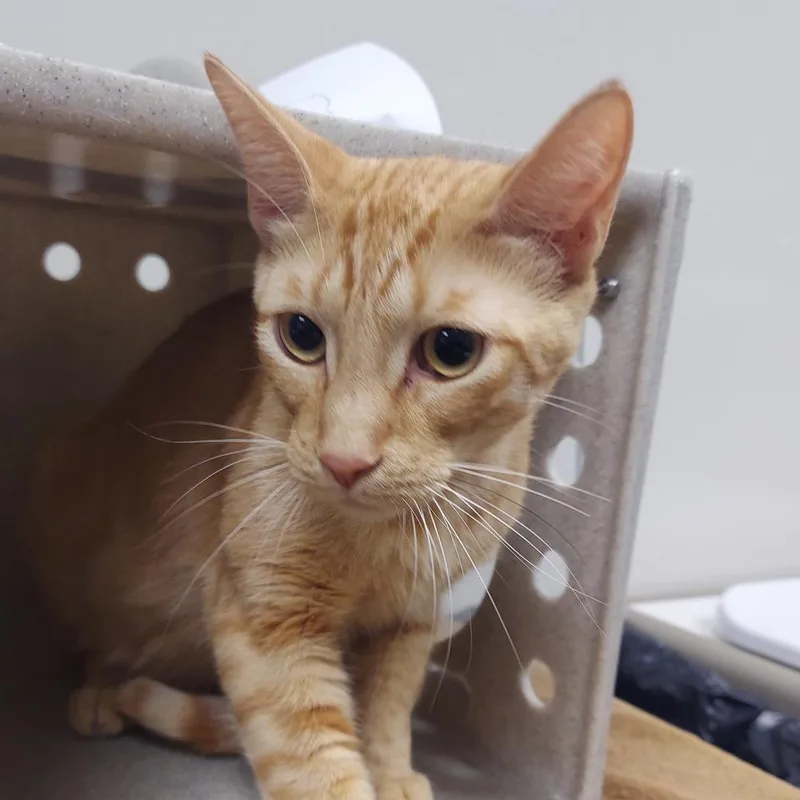 A young large-sized male Orange / Red Domestic Short Hair cat named Yogi for adoption in Reno, NV