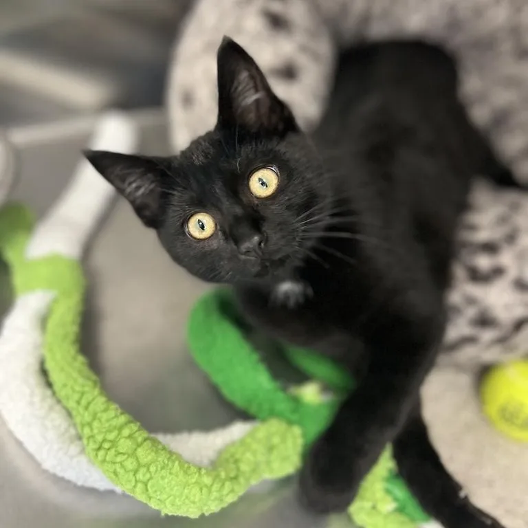 A baby small-sized female Domestic Short Hair cat named Ember for adoption in Jackson, MI