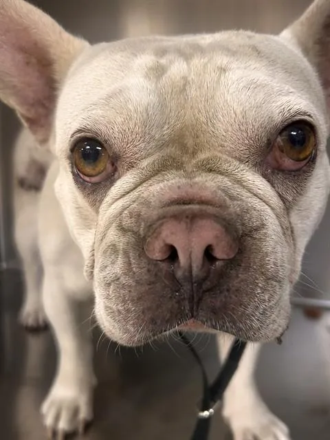 An adult small-sized female French Bulldog dog named Glinda for adoption in Riverside, CA