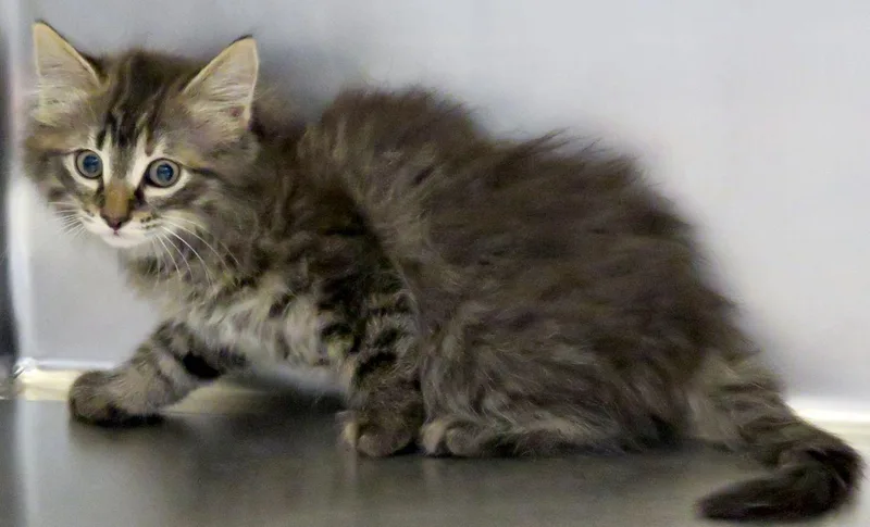A baby medium-sized female Tabby (Brown / Chocolate) Domestic Long Hair cat named River for adoption in Lexington, VA
