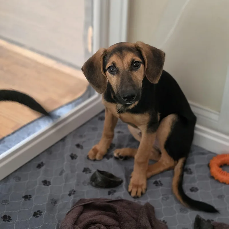 A baby medium-sized male Tricolor (Brown, Black, & White) German Shepherd Dog dog named Whisper for adoption in Blairstown, NJ