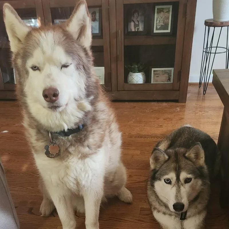 A senior medium-sized male Brown / Chocolate Siberian Husky dog named Thor for adoption in Roanoke, VA