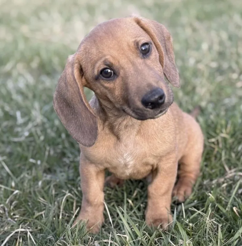 A baby small-sized male Dachshund dog named Waylon for adoption in Iron Ridge, WI