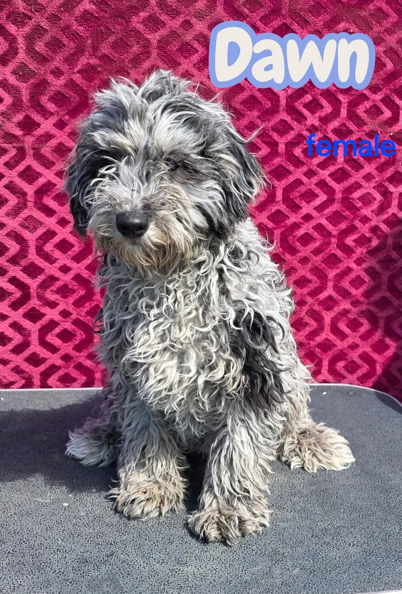 A baby medium-sized female Portuguese Water Dog dog named Dawn for adoption in Semmes, AL