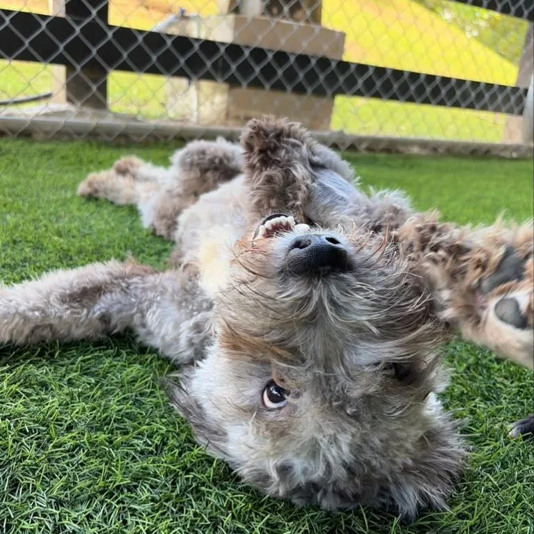 A young medium-sized male Mixed Breed dog named Parton for adoption in Brooklyn, NY