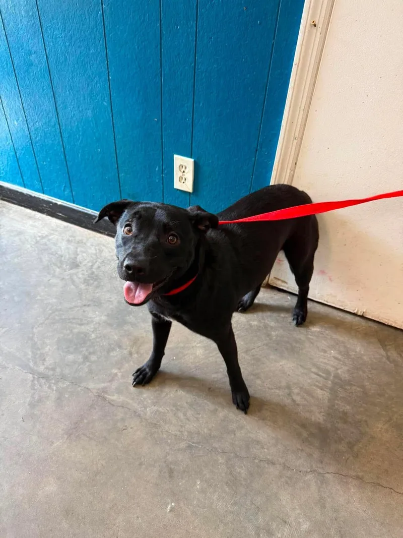 A young medium-sized female Mixed Breed dog named Della for adoption in Ozark, AL