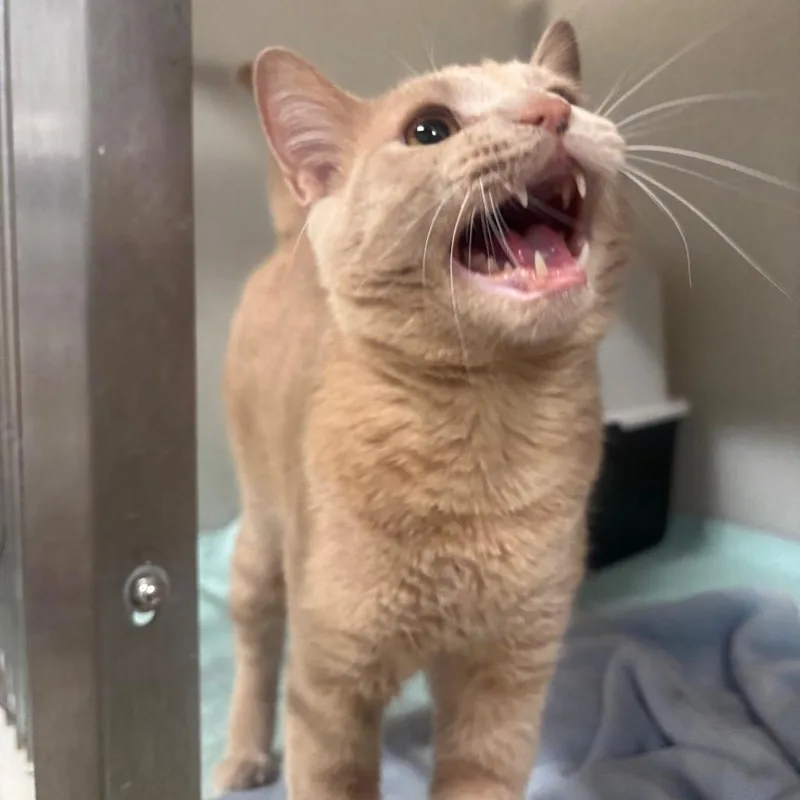 A young large-sized male Orange / Red Domestic Short Hair cat named Jonesy C for adoption in Napoleon, OH
