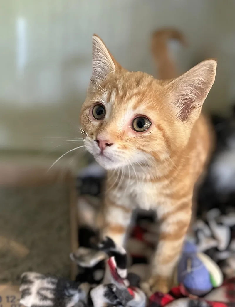 A baby medium-sized female Tabby (Orange / Red) Domestic Short Hair cat named Kayleigh for adoption in Seville, OH