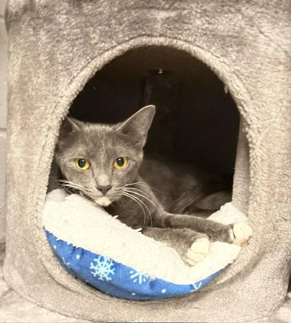 A young medium-sized female American Shorthair cat named F Hattie for adoption in Nassau Bay, TX