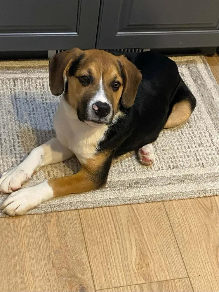 A baby medium-sized male Beagle dog named Buster for adoption in Peoria, IL