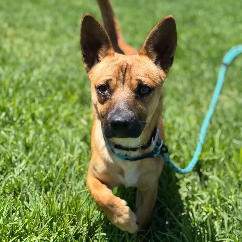 A young small-sized male Brown / Chocolate Chihuahua dog named Raul for adoption in Santa Barbara, CA
