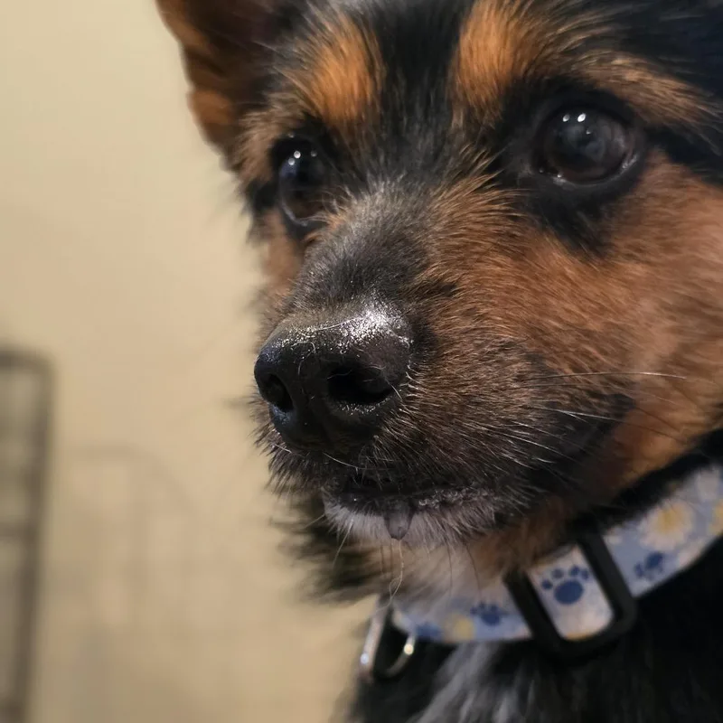 An adult small-sized male Black Yorkshire Terrier dog named Benji for adoption in Glenfield, NY