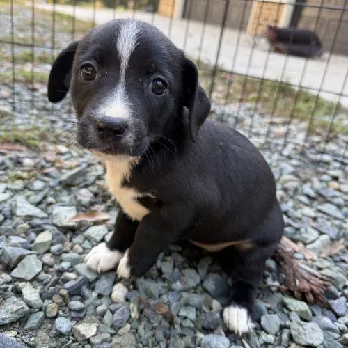 A baby small-sized female Chihuahua dog named Puppy for adoption in Sanford, NC