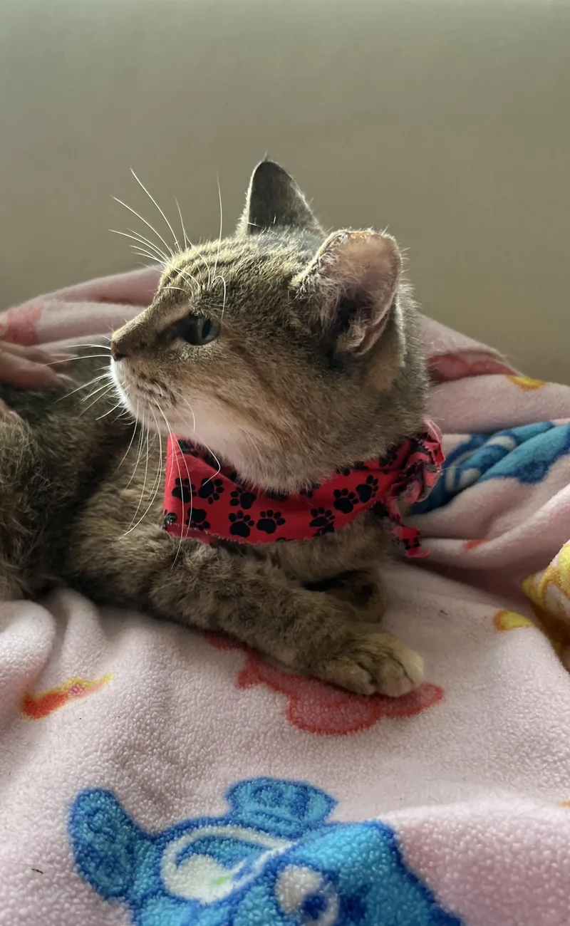 An adult small-sized female Tabby cat named Linda for adoption in Parkland, FL