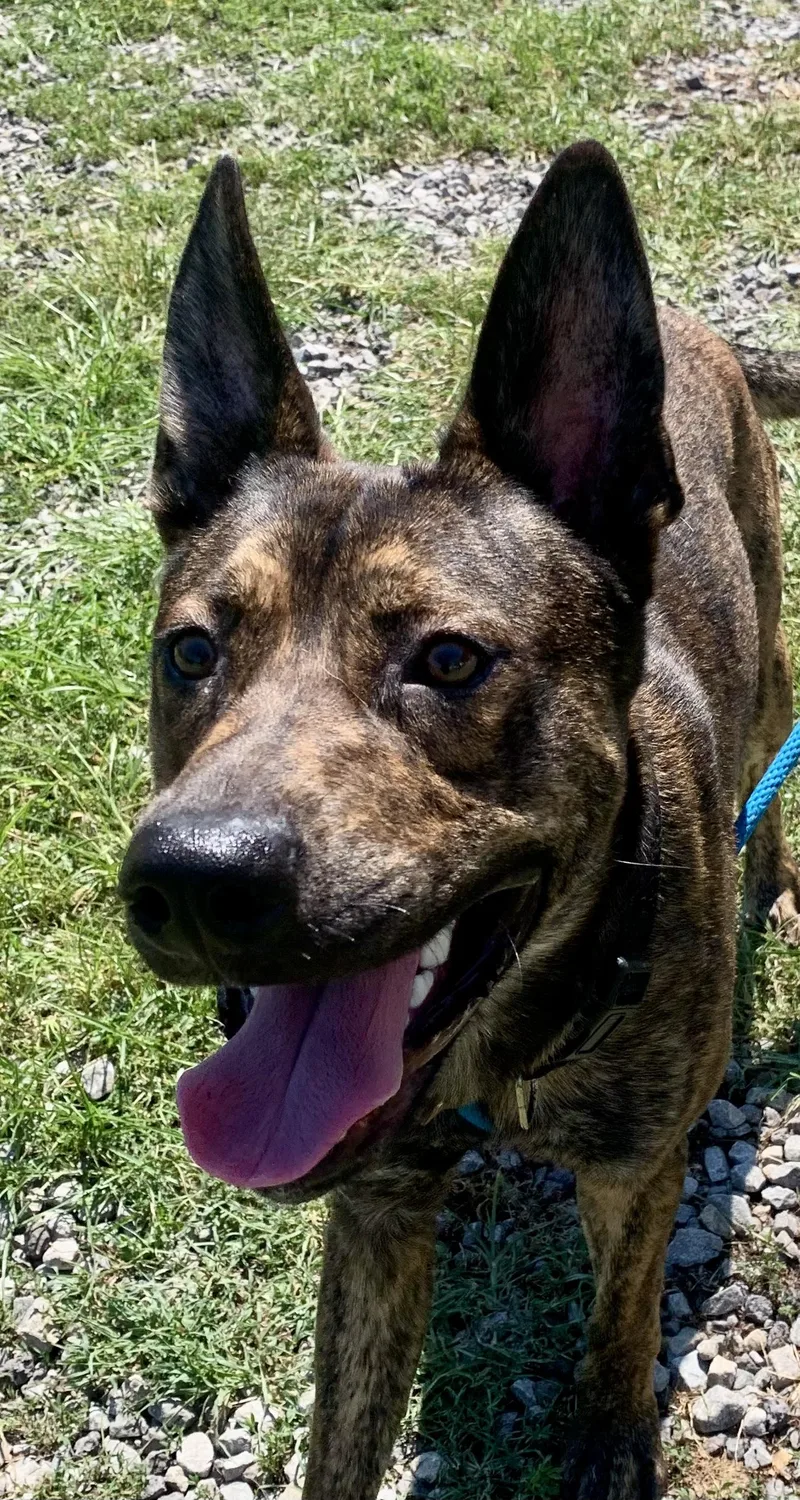 An adult medium-sized male Shepherd dog named Samson for adoption in McKeesport, PA