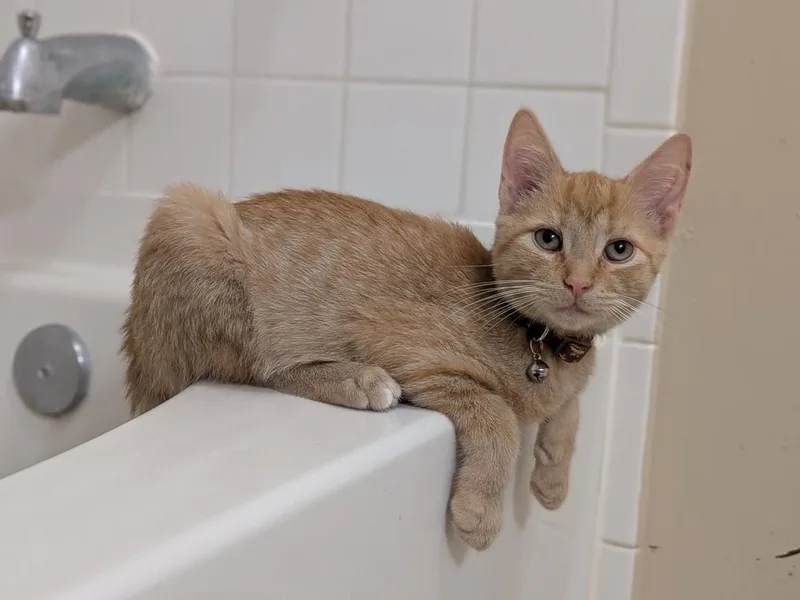 A baby small-sized male Tabby (Orange / Red) Domestic Short Hair cat named Alfonso for adoption in Walla Walla, WA