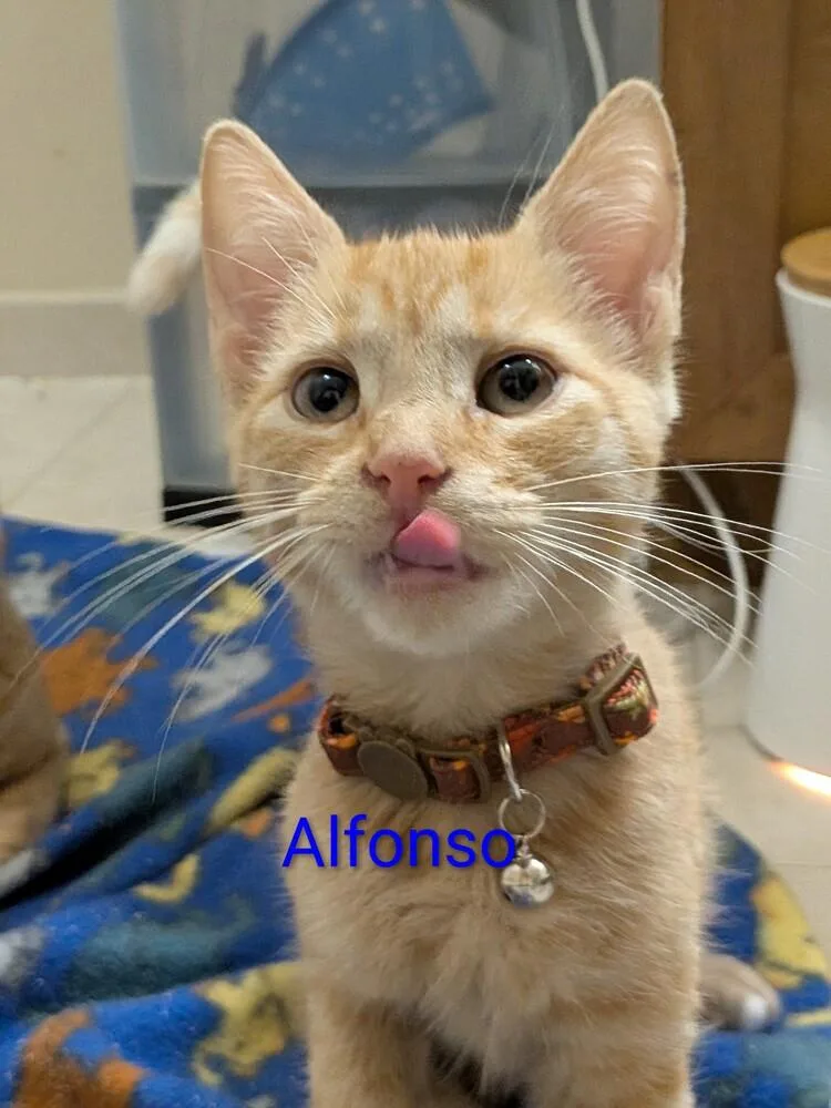 Alfonso thumbnail 2
