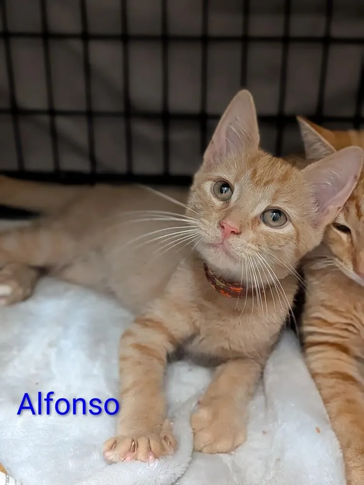 Alfonso thumbnail 3