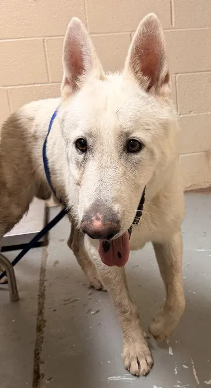 An adult large-sized male Siberian Husky dog named John Snow for adoption in Harlingen, TX