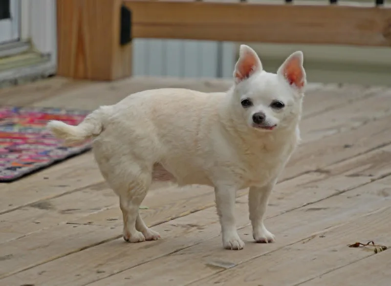 A senior small-sized female White / Cream Chihuahua dog named Hannah for adoption in Dyer, IN