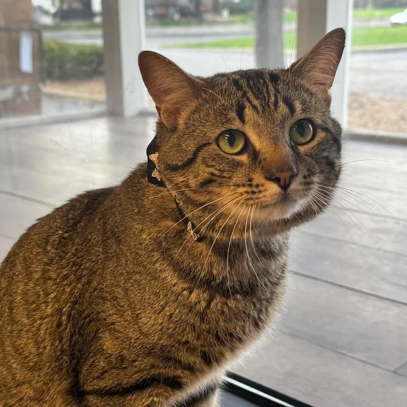 A young medium-sized male Brown / Chocolate Domestic Short Hair cat named Fuggedit for adoption in Wheeling, IL