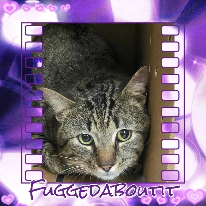 Fuggedit thumbnail 5