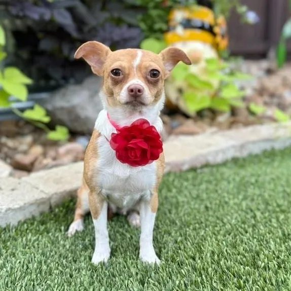 A young small-sized female Brown / Chocolate Chihuahua dog named Jazzy for adoption in Southport, CT