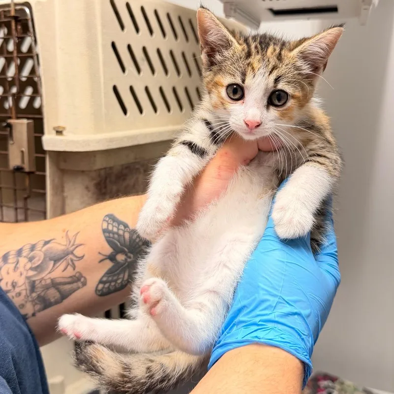 A baby small-sized female Gray / Blue / Silver Domestic Short Hair cat named Takis for adoption in Wahiawa, HI
